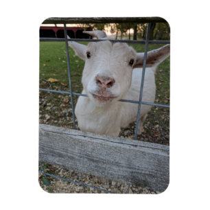 Billy Goat Magneet