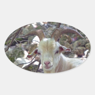 Billy Goat Ovale Sticker