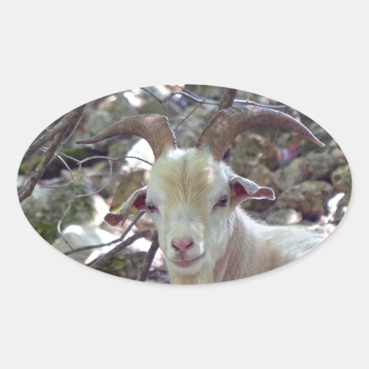 Billy Goat Ovale Sticker (Voorkant)