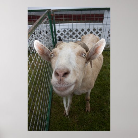 Billy Goat Poster (Voorkant)