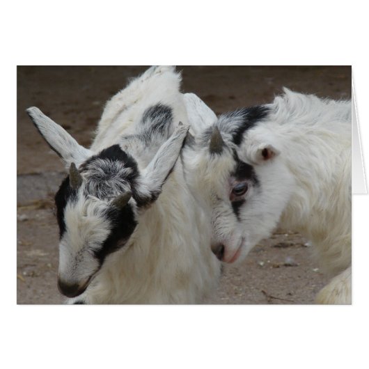 Billy Play (Devant horizontal)