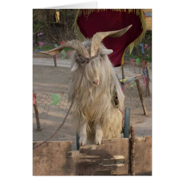 Billy The Goat Kaart (Voorkant)