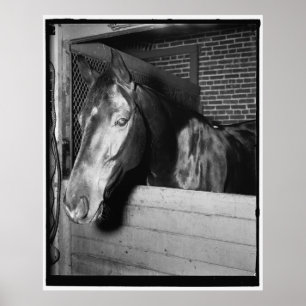  Billy the Horse Poster