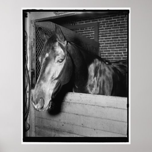 Billy the Horse Poster (Voorkant)