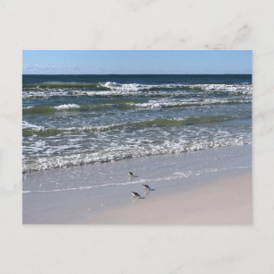 Biloxi Beach Vogels Natuurfotografie Briefkaart