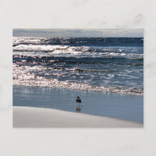 Biloxi Zeemeeuw Natuurfotografie Briefkaart