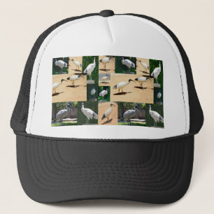 Bin Chicken Chronicles: Fotocollage van het Ibis Trucker Pet
