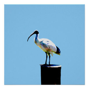 Bin Chicken, (ibis) olieverf glanzend Poster Perfect Poster