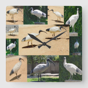 Bin Chicken Photo Collage, Wall Clock Vierkante Klok