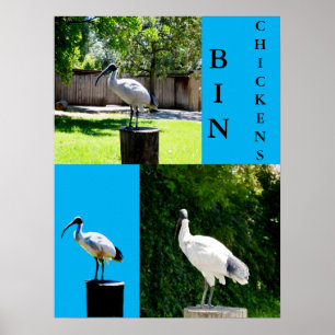 Bin Chickens (Ibis) Poster