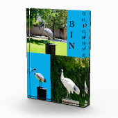 Bin Poulets (Ibis) Bloc Photo (Droite)