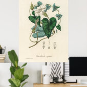 Bindweed (Convolvulus sepium) uit Medical Botany Poster (Thuiskantoor)