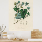 Bindweed (Convolvulus sepium) uit Medical Botany Poster (Keuken)