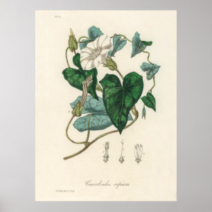 Bindweed (Convolvulus sepium) uit Medical Botany Poster