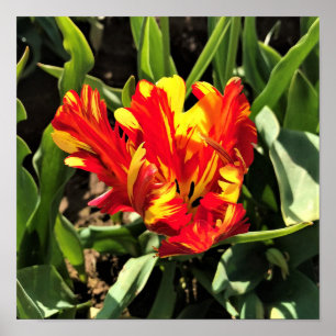 Binnen een Flaming Parrot Tulip Poster