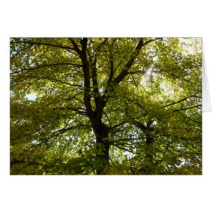 Binnen een gele Maple Tree Autumn Natuur