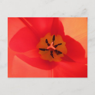 Binnen een Tulip Briefkaart