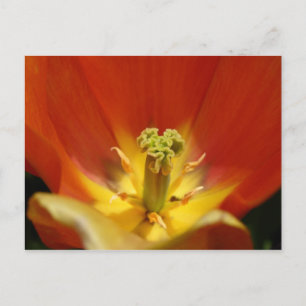 Binnen een Tulip Briefkaart