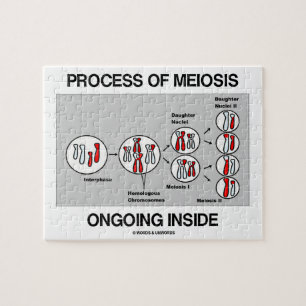 Binnen in behandeling zijnde proces van meiose legpuzzel