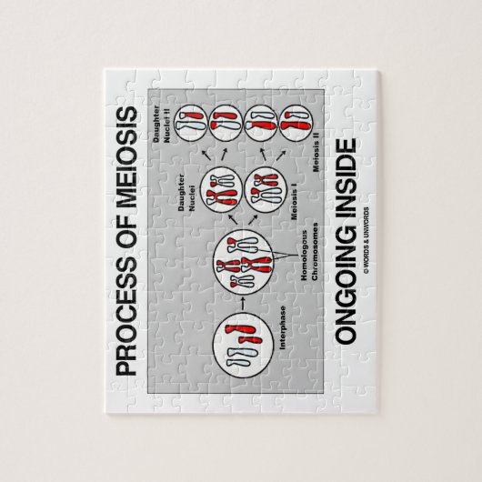 Binnen in behandeling zijnde proces van meiose legpuzzel (Verticaal)
