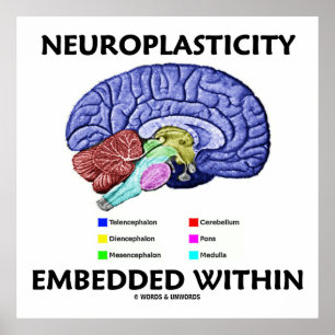 Binnen ingebed neuroplasticiteit (hersenanatomie) poster