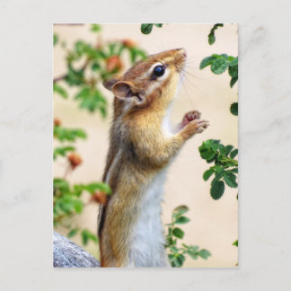 Binnen Reach - Chipmunk Briefkaart