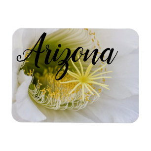 Binnen van een witte cactus in bloom, Arizona Magneet
