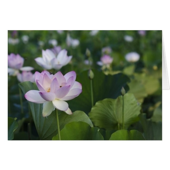 Binnenkomst voor aanlanding (Voorkant Horizontaal)