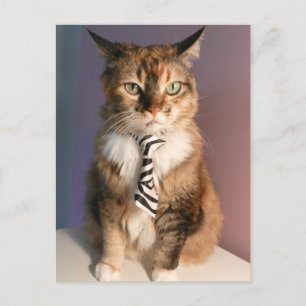 Binnenlandse kat in een bedrijfsStropdas Briefkaart