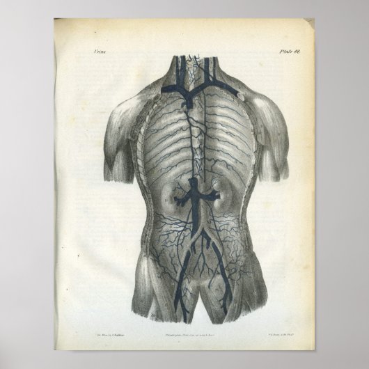 Binnenzijde van Abdomen Interne Anatomie Afdrukken Poster (Voorkant)