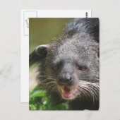Binturong Briefkaart (Voorkant / Achterkant)