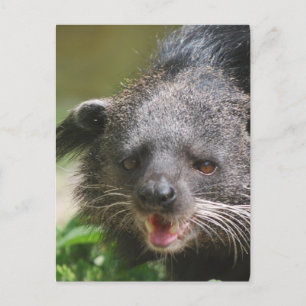 Binturong Briefkaart