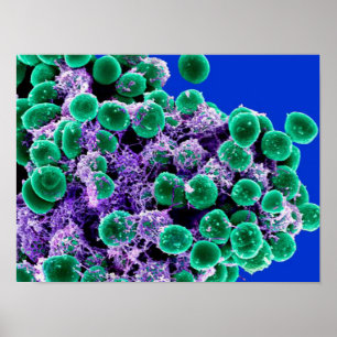 biologie abstract poster canvas