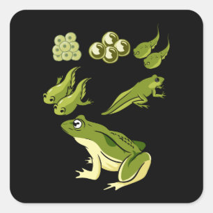 Biologie - Kikkercyclus Vierkante Sticker