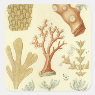 Biologiehandboek Koraaldieren, Vintage Vierkante Sticker