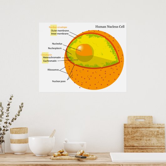 Biologisch diagram van een menselijke celkern poster (Keuken)