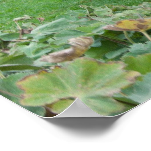 Biologische grasmaaier op vier uur poster (Hoek)