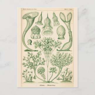 Biologische illustratie groene Flora Briefkaart