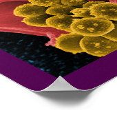 Biologische microbiologie, abstract voor poster of (Hoek)