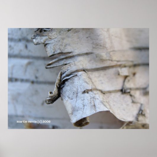 Birch Bark Poster (Voorkant)