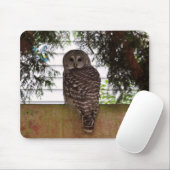 Birch Bay Owl Muismat (Met muis)