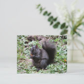 BIRCH BAY SQUIRREL BRIEFKAART (Staand voorkant)