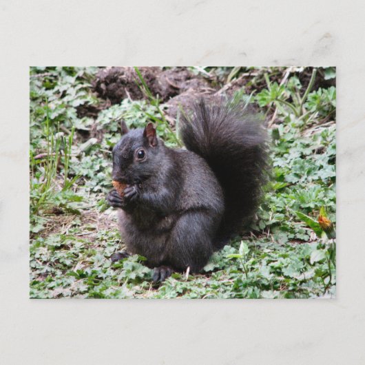 BIRCH BAY SQUIRREL BRIEFKAART (Voorkant)