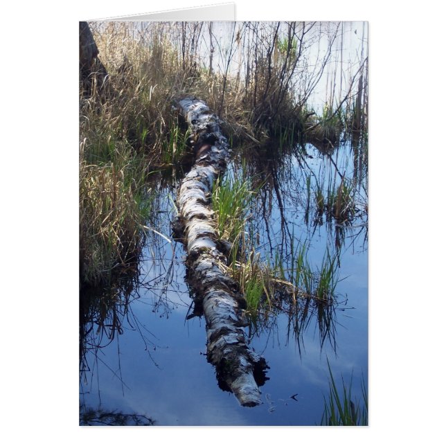 Birch dans l'eau (Devant)