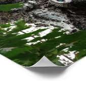 Birch Face Tree photo valeur Poster papier (Coin)