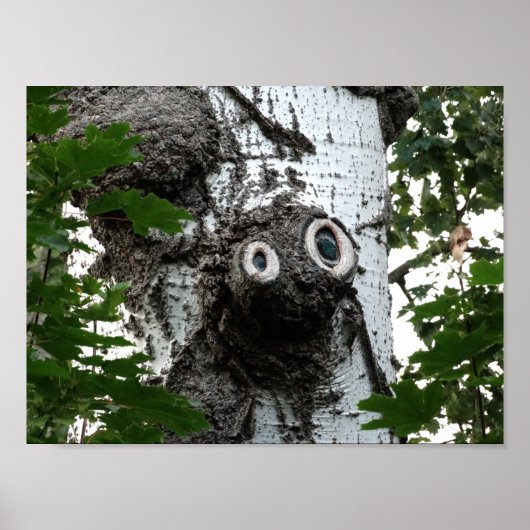 Birch Face Tree photo valeur Poster papier (Devant)