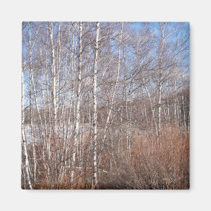 Birch Forest Magnet Magneet