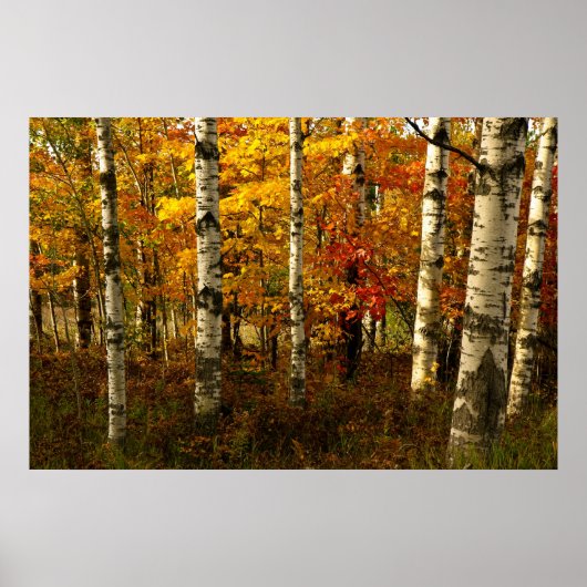 Birch Forest Poster (Voorkant)
