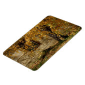 Birch in het najaar magneet (Linkerzijde)