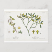 Birch (links) en Mistletoe (rechts), fig. 9 en 10 Briefkaart (Voorkant)
